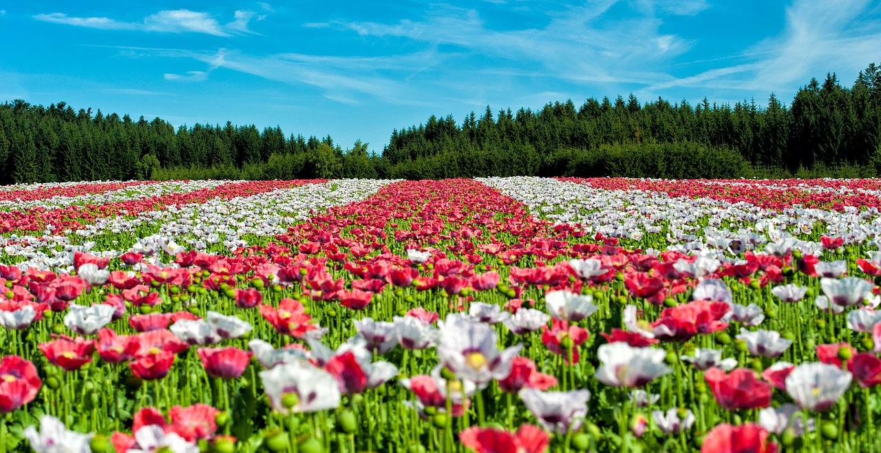 Blumen als Geschenk